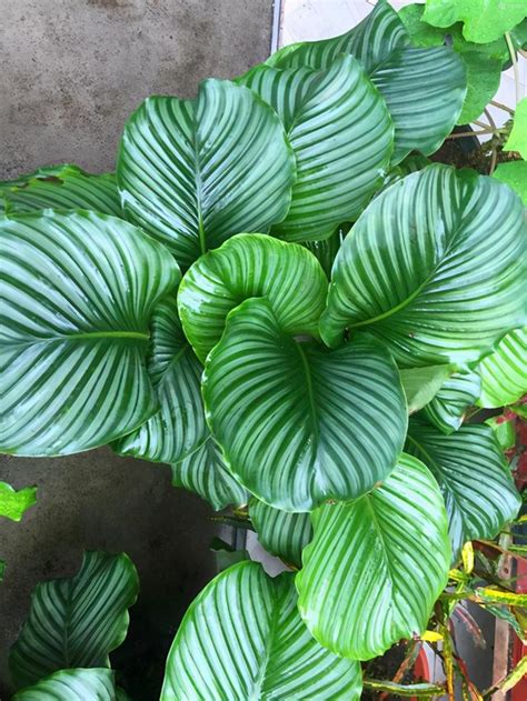 朝北陽台植物